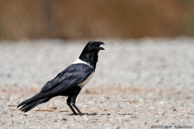 Pied Crow - Corvus albus