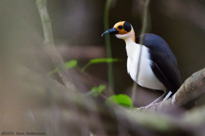 White-necked Rockfowl  (Picathartes gymnocephalus)