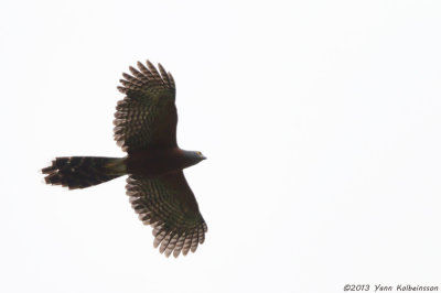 Long-tailed Hawk - Urotriorchis macrourus