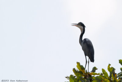 Black-headed Heron (Ardea melanocephala)