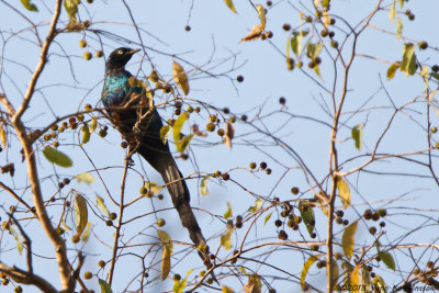 Long-tailed Glossy-Starling (Lamprotornis caudatus)