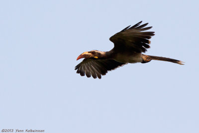 African Grey Hornbill (Tockus nasutus)