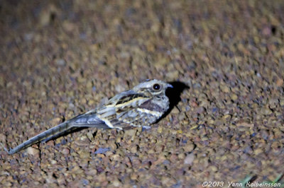 Long-tailed Nightjar (Caprimulgus climacurus)