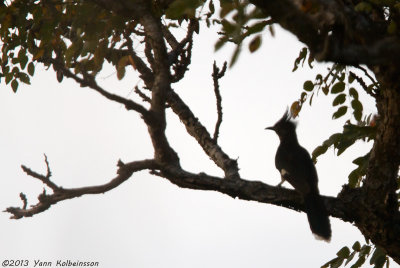 Levaillant's Cuckoo (Clamator levaillantii)