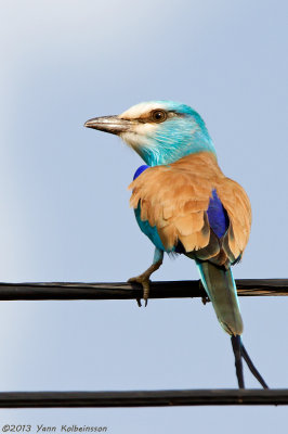 Abyssinian Roller (Coracias abyssinicus)