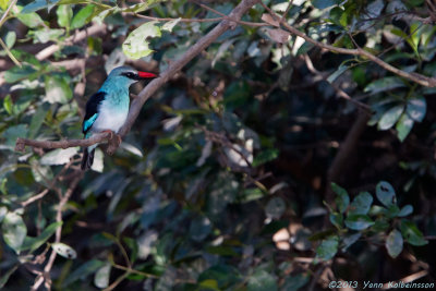 Blue-breasted Kingfisher - Halcyon malimbica