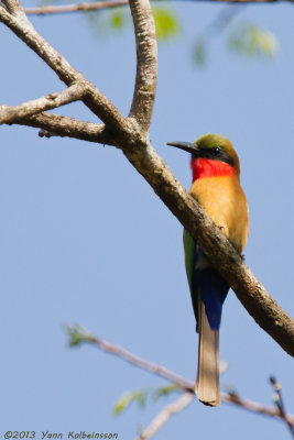 Red-throated Bee-eater - Merops bulocki