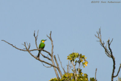 Swallow-tailed Bee-eater - Merops hirundineus