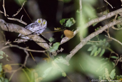 African Scops-Owl (Otus senegalensis)