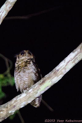 Fraser's Eagle-Owl (Bubo poensis)