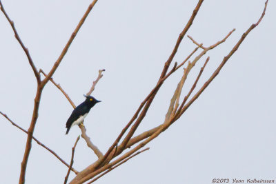 Black-and-white Shrike-flycatcher (Bias musicus)