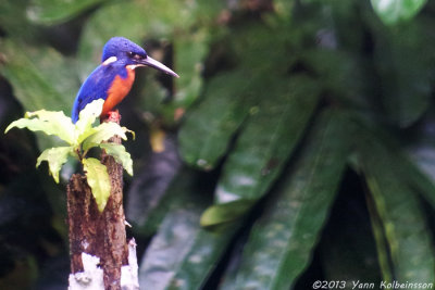 Shining-blue Kingfisher (Alcedo quadribrachys)