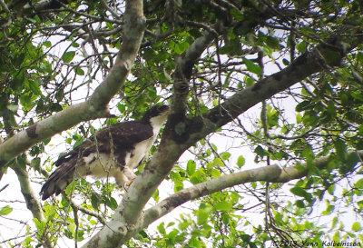 Cassin's Hawk-Eagle - Aquila africana