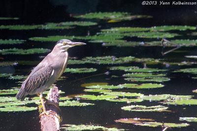 Striated Heron (Butorides striata)