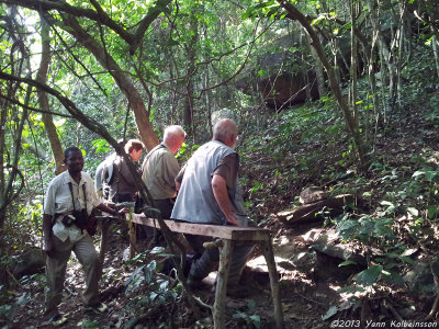 Waiting for the White-necked Rockfowl