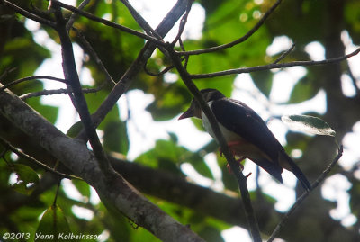 Red-billed Helmetshrike (Prionops caniceps)