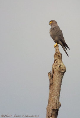 Grey Kestrel (Falco ardosiaceus)