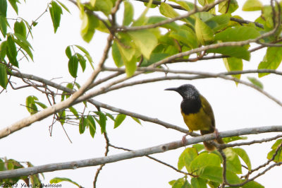 Oriole Warbler (Hypergerus atriceps)