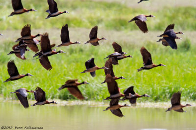 White-faced Whistling-Duck (Dendrocygna viduata)