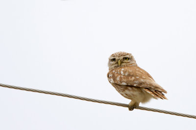 Little Owl - Athene noctua indigena