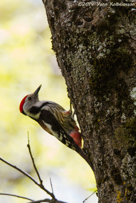 Middle Spotted Woodpecker - Dendrocopos medius anatoliae