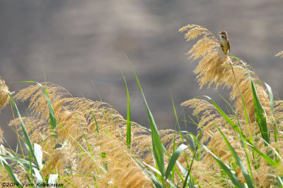 Great Reed-Warbler - Acrocephalus arundinaceus