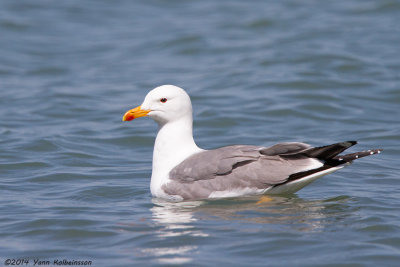 Armenian Gull - Larus armenicus