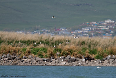 Armenian Gull colony - Larus armenicus