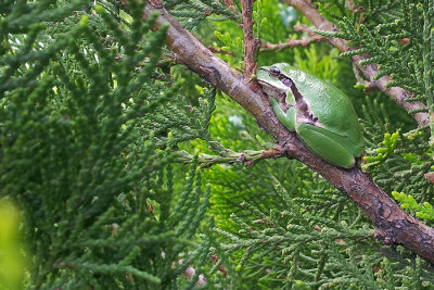 Middle East Tree Frog - Hyla savignyi