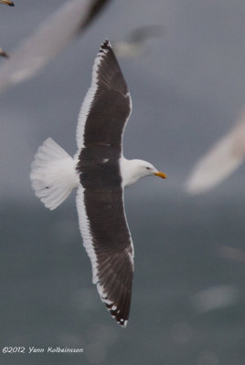 Slaty-backed Gull, adult