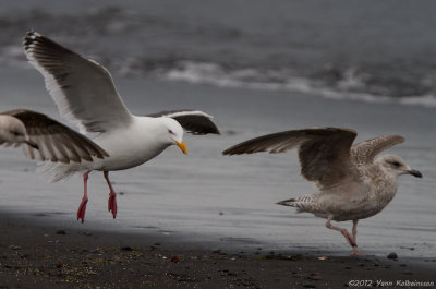 Slaty-backed Gull, adult