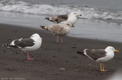 Slaty-backed Gull, adult