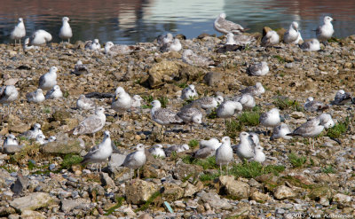 Armenian Gull