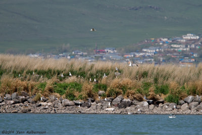 Armenian Gull