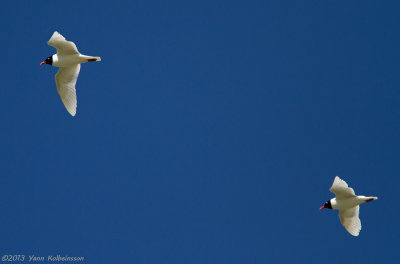 Mediterranean Gull, adults