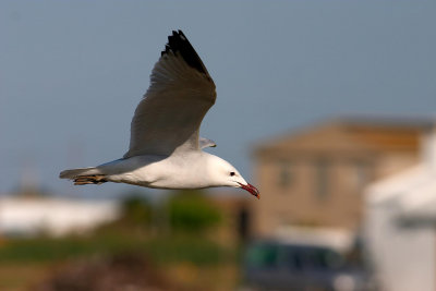 Larus-audounii_2.jpg