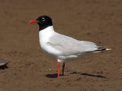 Larus-melanocephalus_1.jpg