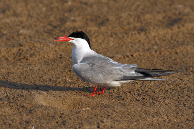 Sterna-hirundo_1.jpg