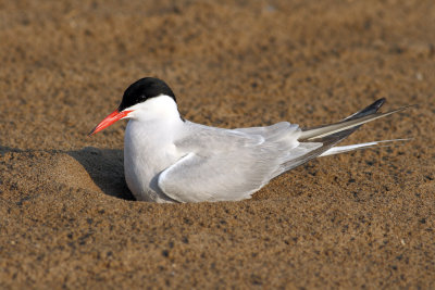 Gulls and Terns