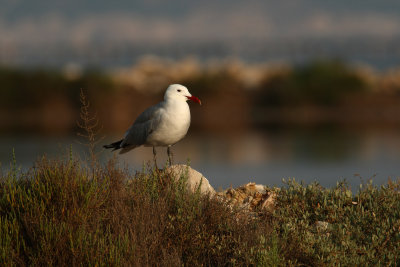 Larus-audounii_4.jpg