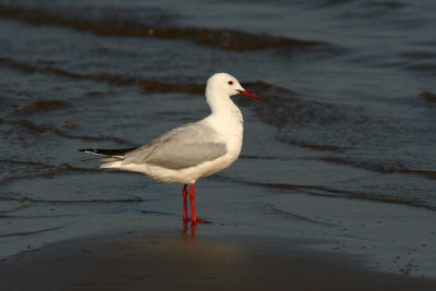 Larus-genei_1.jpg