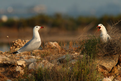 Larus-audounii_7.jpg