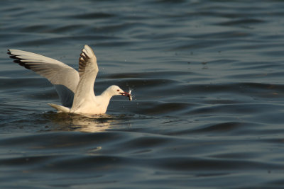 Larus-genei_2.jpg