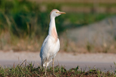 Ardeola-ibis.jpg
