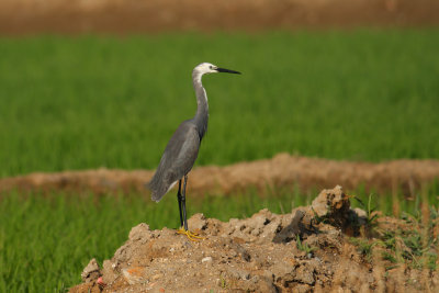 Egretta-garzetta-black_3.jpg