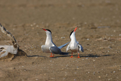 Sterna-hirundo_3.jpg