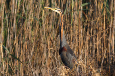 Ardea-purpurea_2.jpg