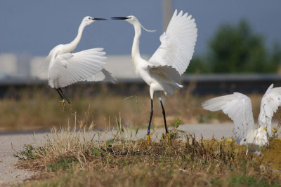 Herons