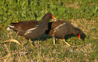Gallinula-choloropus_4.jpg