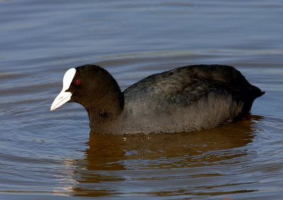 Rallidae